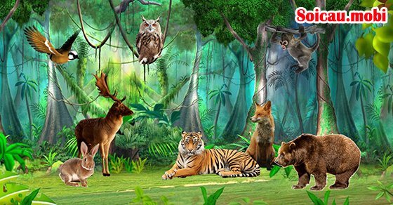 Bảng hình động vật đầy đủ nhất