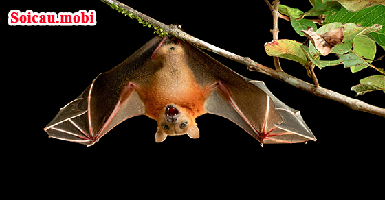 Dơi bay vào nhà bạn có ý nghĩa gì?